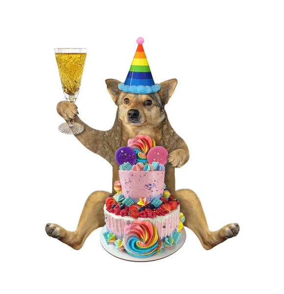 Perro Beige Sombrero Cumpleaños Con Una Copa Vino Está Sentado —  Fotos de Stock