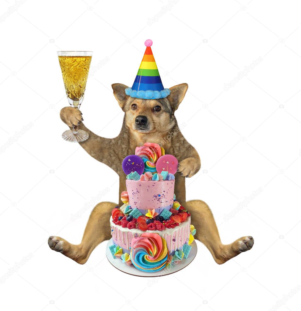 The beige dog in a birthday hat with a glass of wine is sitting near a two tiered cake. White background. Isolated.