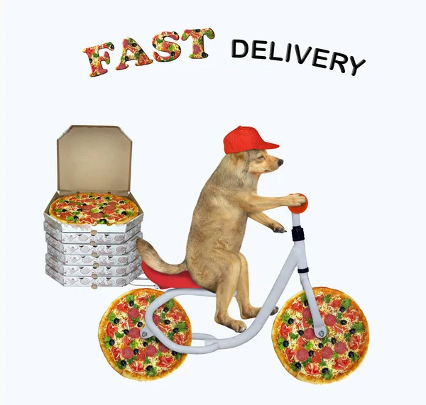 Der Beige Hundekurier Mit Der Roten Mütze Liefert Pizza Mit — Stockfoto