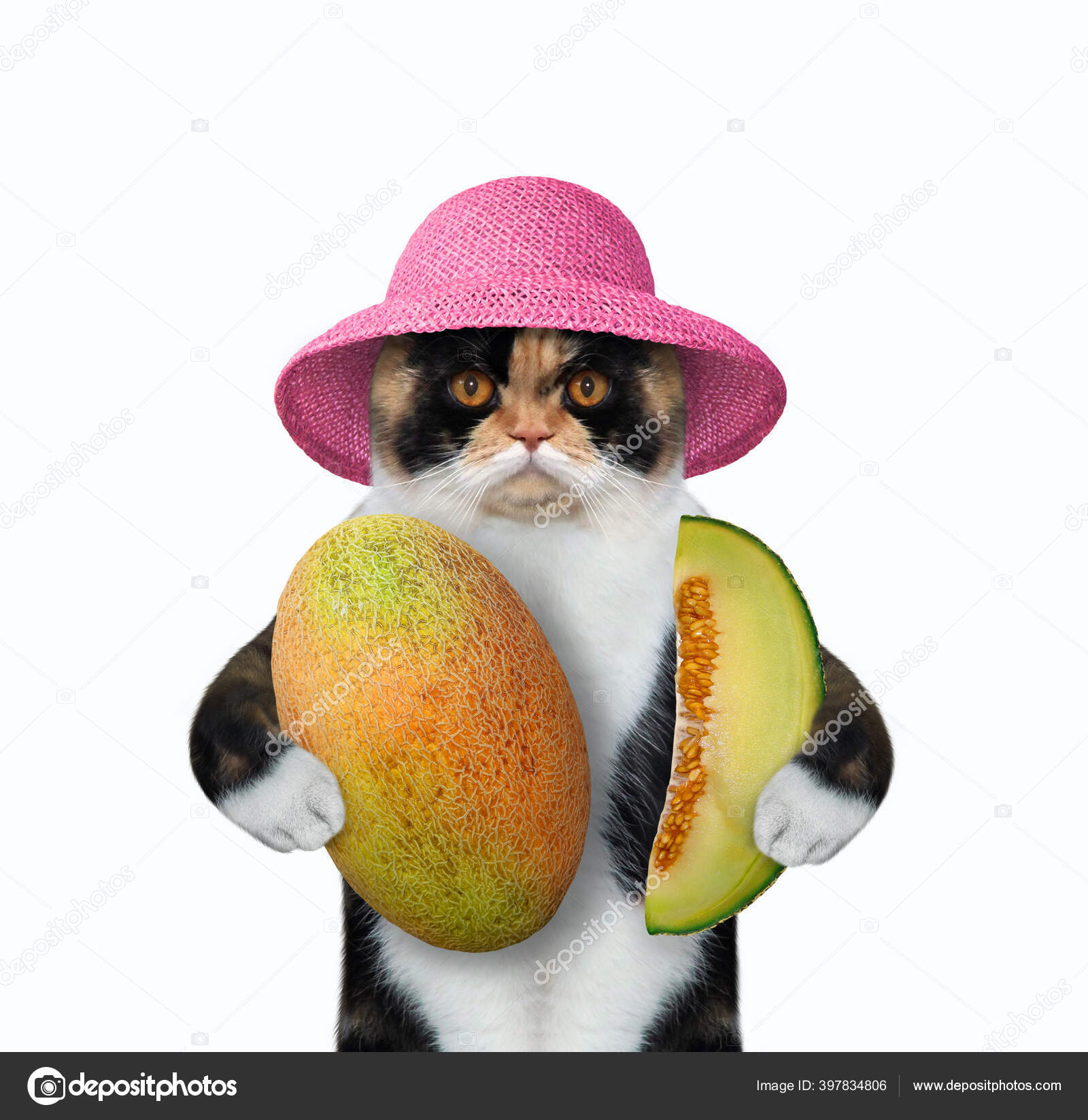 melon hat cat