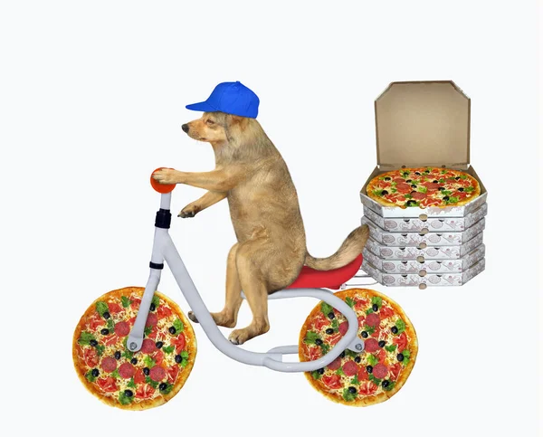 Correio Cão Bege Gorro Azul Entrega Pizza Pela Bicicleta Fundo — Fotografia de Stock