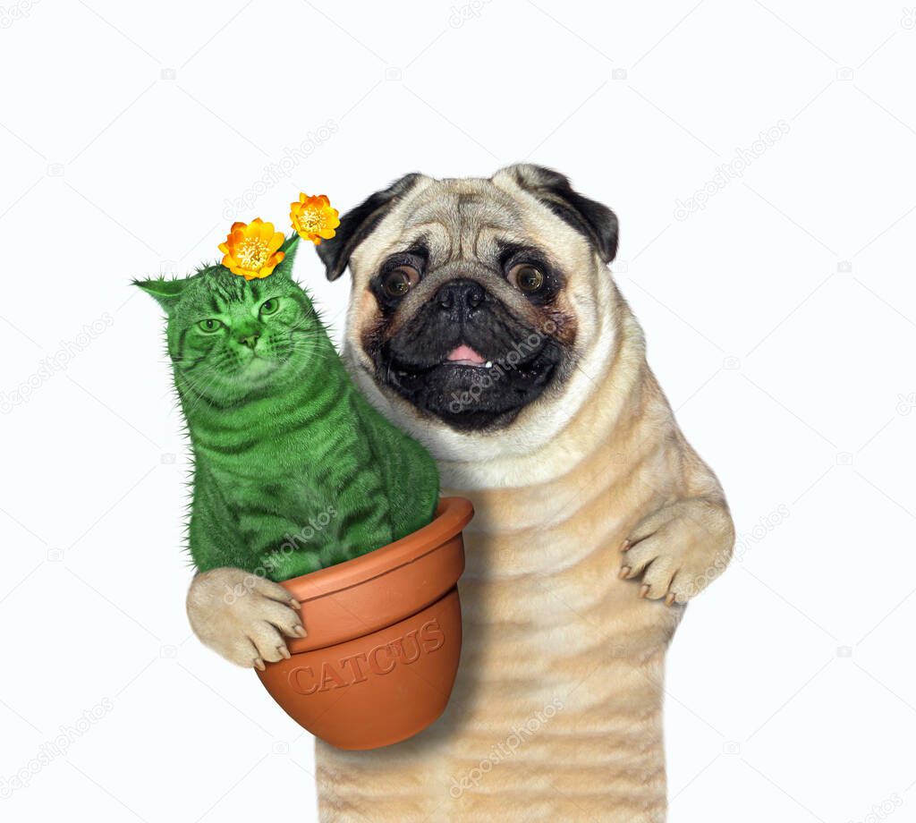 The pug dog gardener is holding a flower clay pot with the flowering cat cactus. White background. Isolated.