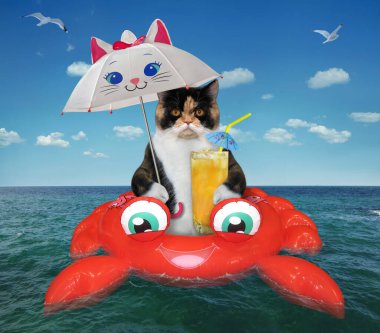 Çok renkli kedi, açık denizde şişme yengecin üzerinde şemsiyenin altında taze portakal suyu içer..