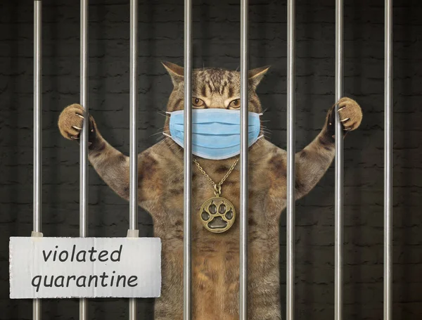 Béžová Kočka Ochranné Masce Vězení Mřížemi Porušená Karanténa Koronavirus — Stock fotografie