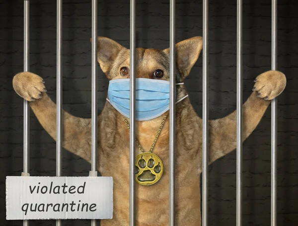 The beige dog in a protective mask is behind bars in the prison. Violated quarantine. Coronavirus.