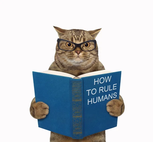 The beige cat in glasses is standing with a open blue book called how to rule humans. White background. Isolated.