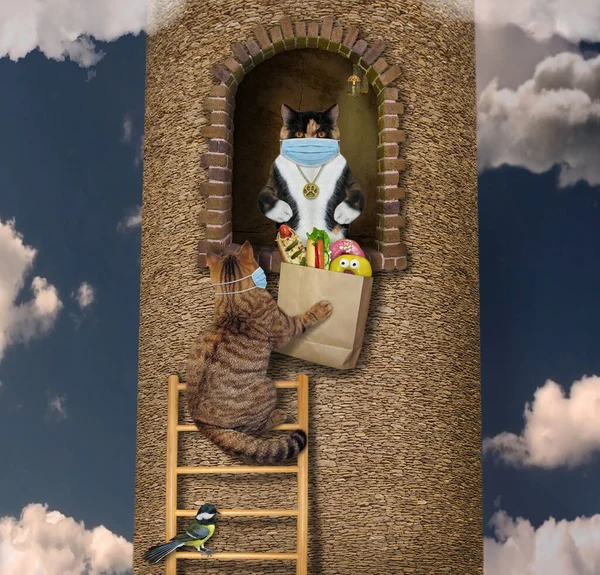 披着保护面罩 戴着食物的米色猫信使爬上了木梯子 爬上了他的顾客所在的高塔 — 图库照片