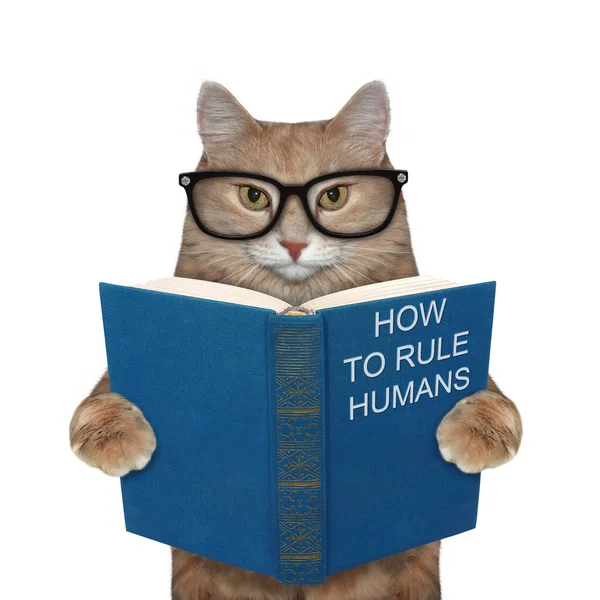 Gato Bege Óculos Está Com Livro Azul Aberto Chamado Como — Fotografia de Stock