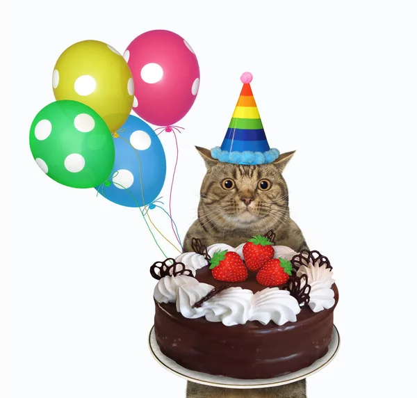 The cat in a party hat with balloons is holding a holiday chocolate cake with whipped cream and strawberries. White background. Isolated.