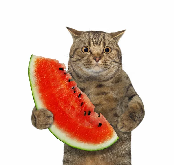 Béžová Kočka Velkýma Očima Drží Plátek Zralého Červeného Melounu Bílé — Stock fotografie