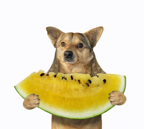 Cão Bege Está Segurando Uma Fatia Melancia Amarela Madura Fundo — Fotografia de Stock