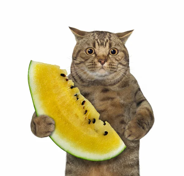 Béžová Kočka Velkýma Očima Drží Kousek Zralého Žlutého Melounu Bílé — Stock fotografie