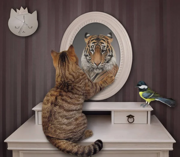 Осадный Кот Смотрит Свое Отражение Зеркале Дома Видит Тигра Рядом — стоковое фото