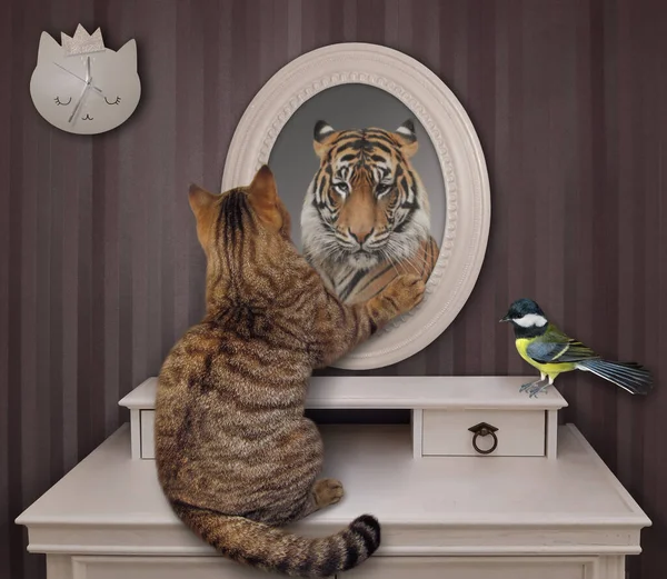 cat looking in mirror lion