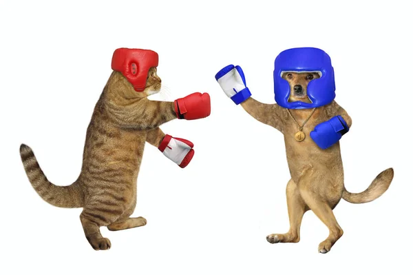 Perro Casco Azul Guantes Está Boxeando Con Boxeador Beige Gato —  Fotos de Stock