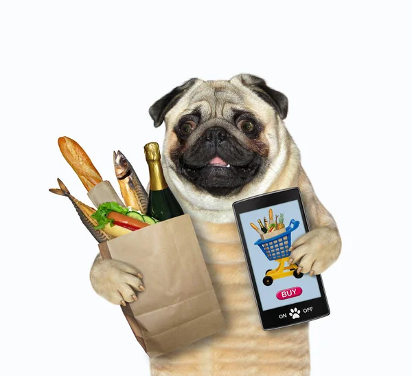 Собака Мопс Замовляє Їжу Онлайн Допомогою Смартфона Білий Фон Ізольовані — стокове фото