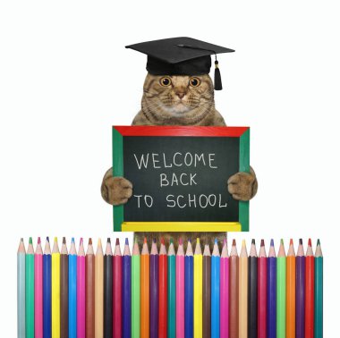 Akademik şapkalı bir kedi, çitin yakınındaki okula hoş geldin yazılı bir tahtayı oyar. Beyaz arka plan. İzole edilmiş.