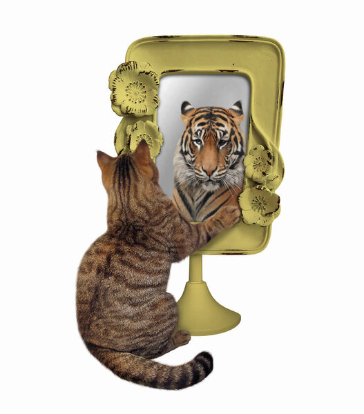 The beige cat stares his reflection in a mirror with a yellow frame. He sees a tiger there. White background. Isolated.