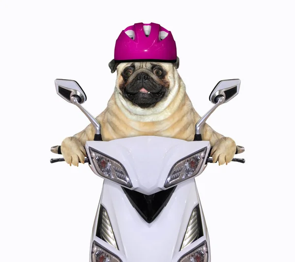 Собака Мопс Фіолетовому Мотоциклетному Шоломі Їде Білому Мопеді Білий Фон — стокове фото