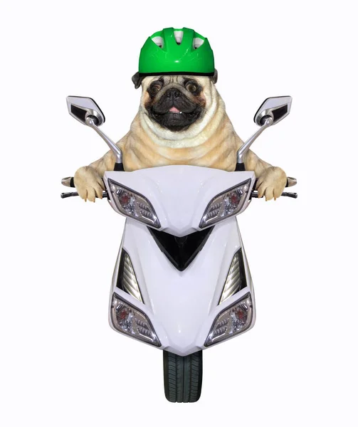 Cane Carlino Casco Verde Moto Sta Cavalcando Ciclomotore Bianco Sfondo — Foto Stock