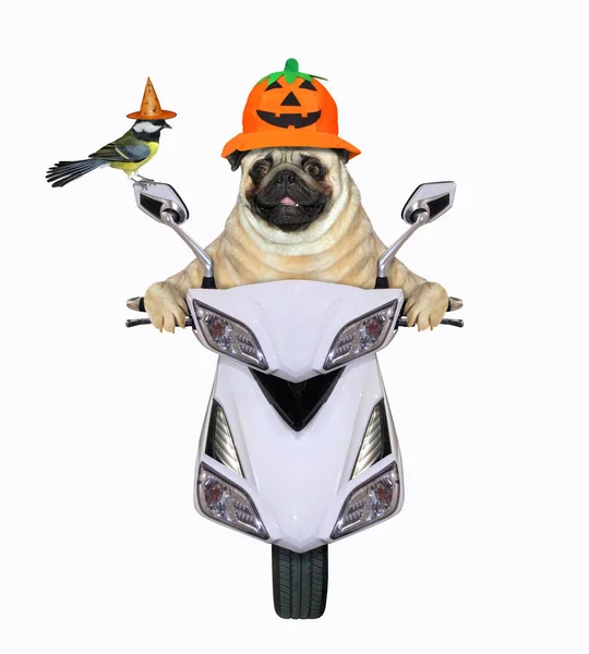 Pies Dyniowym Kasku Motocyklowym Jedzie Białym Motorowerze Halloween Białe Tło — Zdjęcie stockowe