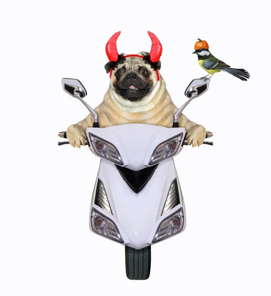 Pies Czerwonych Rogach Diabła Jedzie Białym Motorowerze Halloween Białe Tło — Zdjęcie stockowe