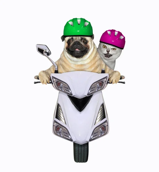 A pug dog and a gray cat in motorcycle helmets are riding a white moped. White background. Isolated.