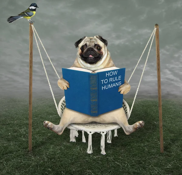 Gówniany Pies Niebieską Książką Nazwie Jak Rządzić Ludźmi Huśta Się — Zdjęcie stockowe