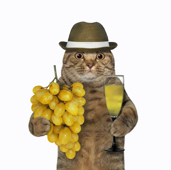 Gros Chat Aux Yeux Beiges Dans Chapeau Tient Bouquet Raisins — Photo