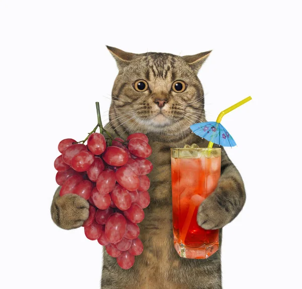 Бежевий Великий Кіт Тримає Купу Винограду Склянку Свіжого Соку Білий — стокове фото