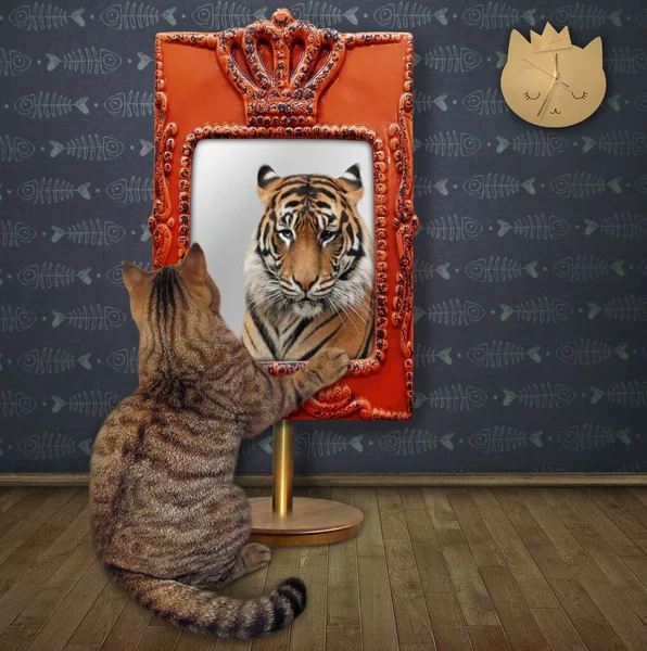 Бежевый Кот Смотрит Свое Отражение Зеркале Дома Видит Тигра — стоковое фото