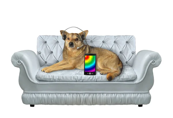 Béžový Pes Sluchátkách Leží Stylové Šedé Kožené Pohovce Poslouchá Hudbu — Stock fotografie
