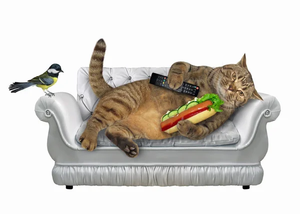 Kot Pilotem Telewizyjnym Hot Dogami Leżący Stylowej Szarej Skórzanej Nodze — Zdjęcie stockowe