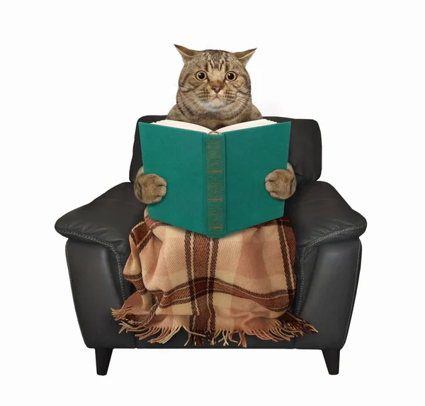毛布の下のベージュの大きな目の猫が黒い革の椅子に座って本を読んでいます 白地だ — ストック写真