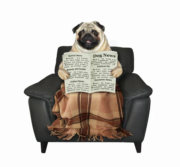 Pug Dog Blanket Sitting Black Leather Chair Reading Newspaper White — Stock Photo, Image