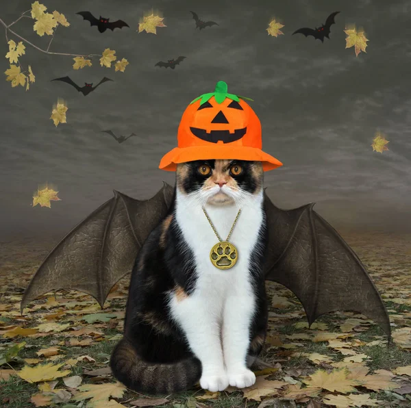 A multi colored cat with bat wings is wearing a witch hat and a gold pendant in the fall forest for Halloween.