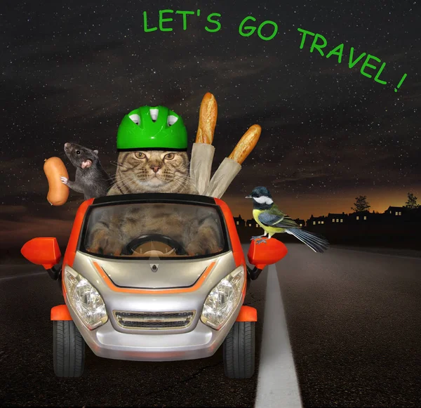 A beige cat in a green helmet with a black rat and a bird is driving a car on the highway at night. Let\'s go travel.