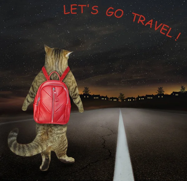 A beige cat with a red backpack is walking along the highway towards the city at night. Let\'s go travel.