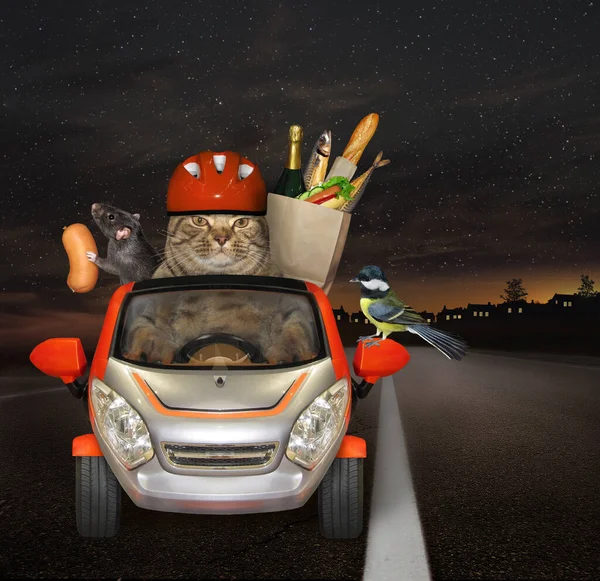 Reddish Cat Drives Car Highway Night Shopping Basket Food Next
