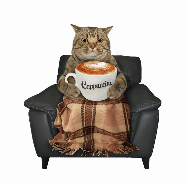 Gato Beige Cubierto Con Una Manta Sostiene Una Taza Capuchino — Foto de Stock