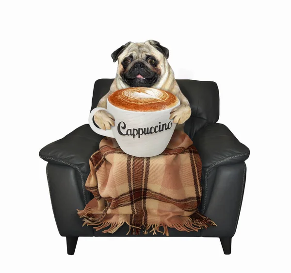 Pug Dog Covered Blanket Holds Cup Cappuccino Black Leather Armchair — Stock Photo, Image