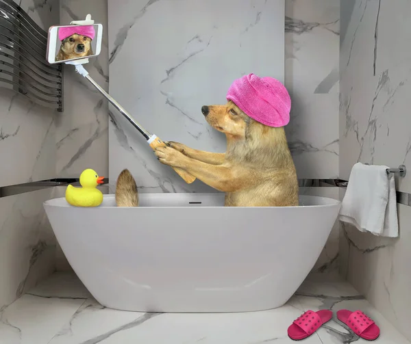 Cão Bege Com Uma Toalha Rosa Redor Cabeça Está Tomando — Fotografia de Stock