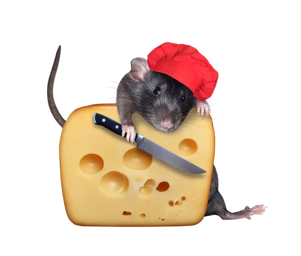 Rato Preto Com Chapéu Chef Vermelho Com Uma Faca Está — Fotografia de Stock