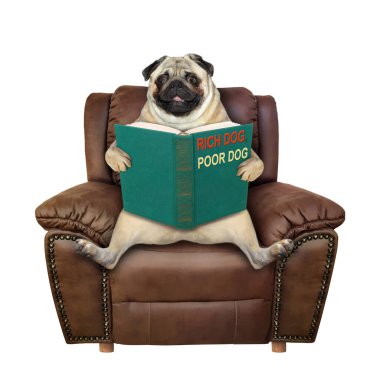 Bir pug dog kahverengi deri bir sandalyede oturuyor ve yeşil kapaklı bir kitap okuyor. Beyaz arka plan. İzole edilmiş.