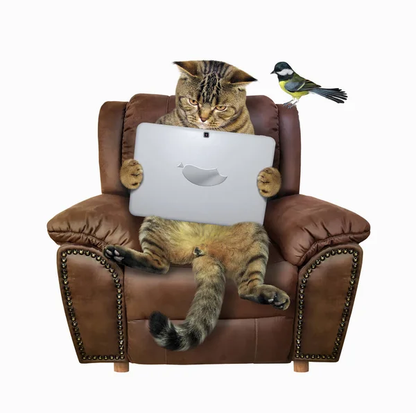 Beige Cat Sitting Brown Leather Chair Using Laptop — Stock Photo, Image