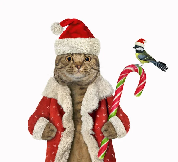 Gato Beige Ojos Grandes Santa Claus Sostiene Bastón Caramelo Navidad —  Fotos de Stock