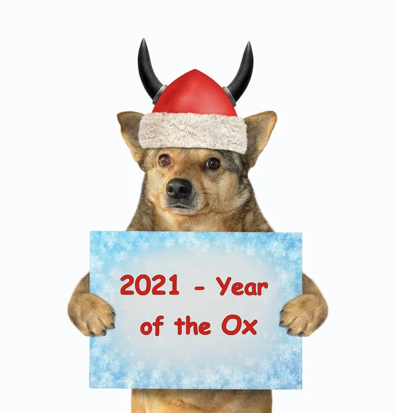 Viking Kasklı Köpek Noel Baba Nın Elinde 2021 Öküz Yılı — Stok fotoğraf