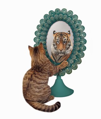 Bej renkli bir kedi aynada yansımasına bakar. Orada bir kaplan görüyor. Beyaz arka plan. İzole edilmiş.