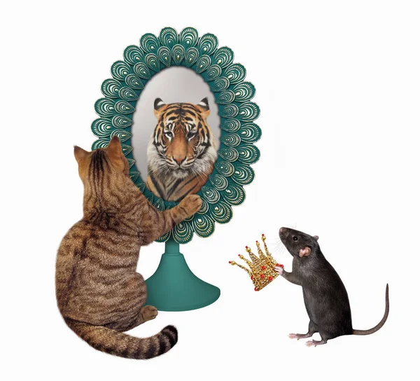 Lion Chat Miroir Images Libres De Droit Photos De Lion Chat Miroir Depositphotos Lion Chat Miroir Images Libres De Droit Photos De Lion Chat Miroir Depositphotos