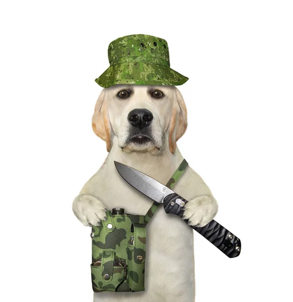 Çantası Olan Yeşil Şapkalı Bir Köpek Çakı Tutuyor Beyaz Arka — Stok fotoğraf